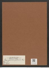 Plagiogramma spectabile Grev. (de-Toni-Nr.: Genus 83, Species 2936) Zeichnungen Sammlung Grunow Mappe 03105 (Herbarium_W_Grunow_drawings_Folder_03105)